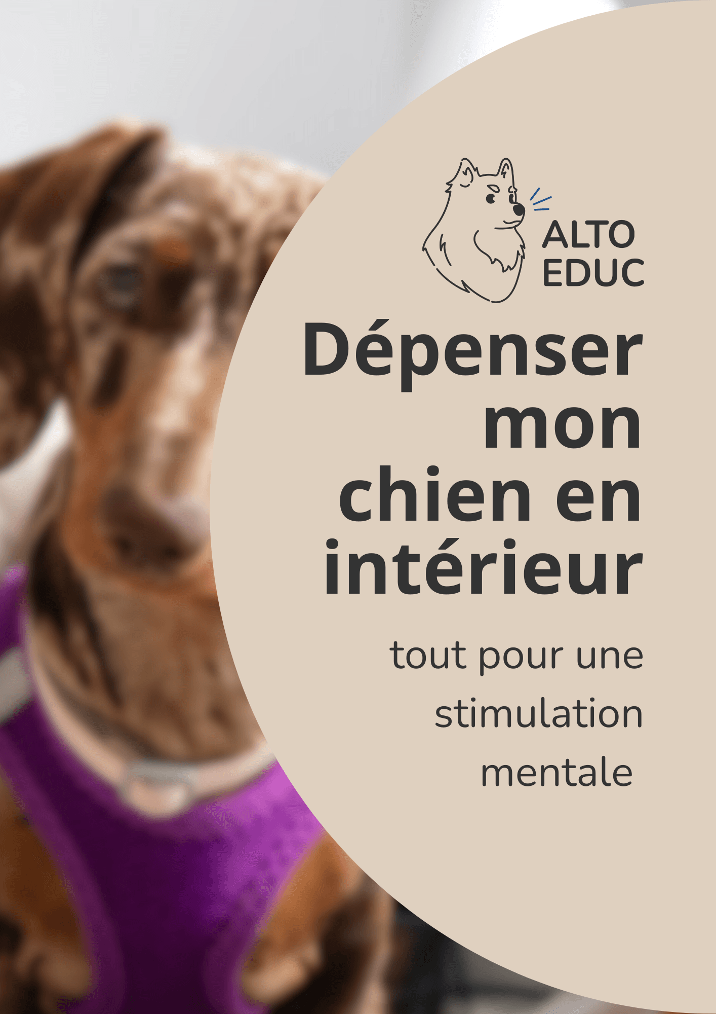Dépenser mon chien en intérieur