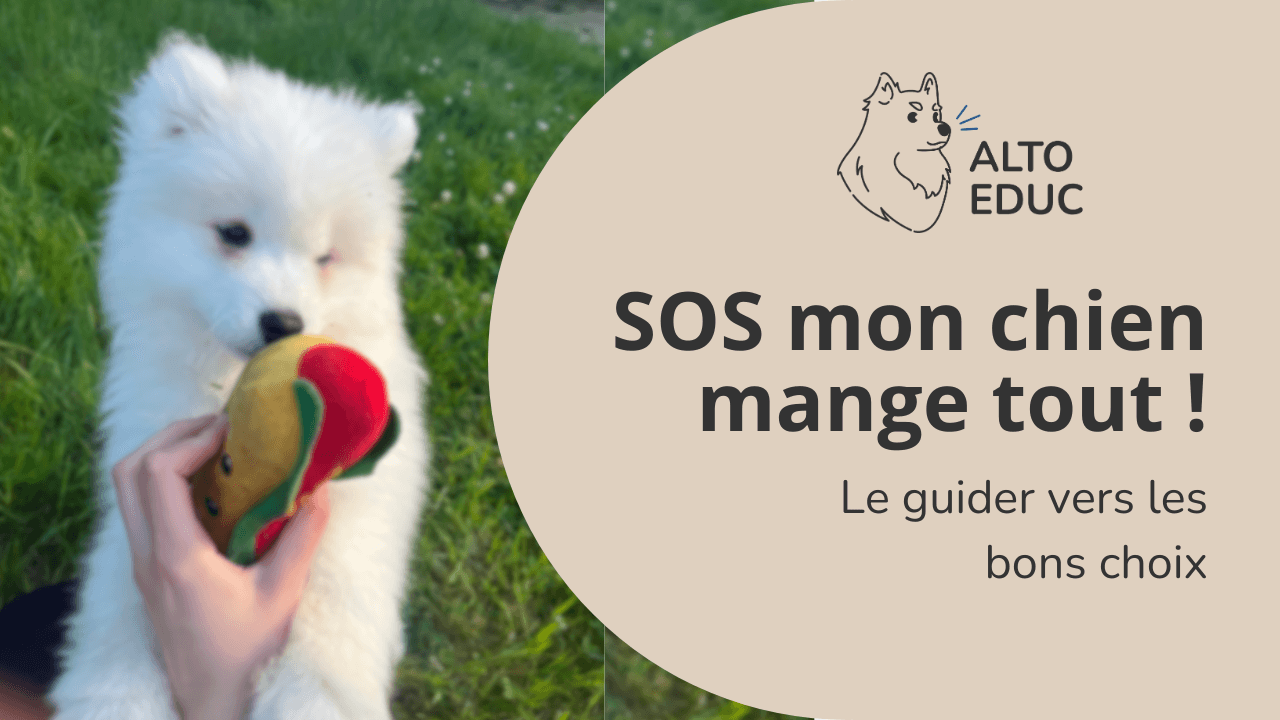 SOS mon chien mange tout ! Le guider vers les bons choix